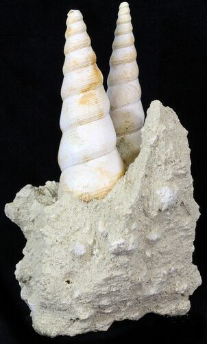 Beautiful Fossil Turritella Cluster - France #29612